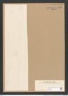 Stauroneis baileyi Ehrenb. (de-Toni-Nr.: Genus 6, Species 880) Zeichnungen Sammlung Grunow Nr. 1742 (NHMW-BOT-W0368625)